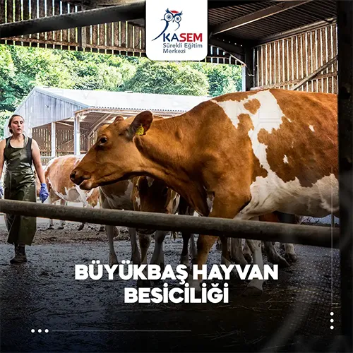 Büyükbaş Hayvan Besiciliği Eğitim Programı