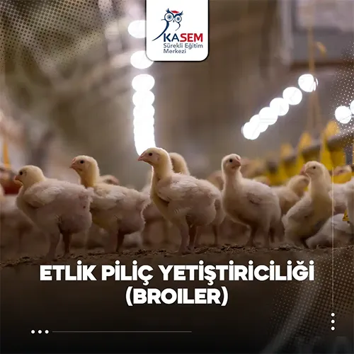 Etlik Piliç Yetiştiriciliği (Broiler) Eğitim Programı